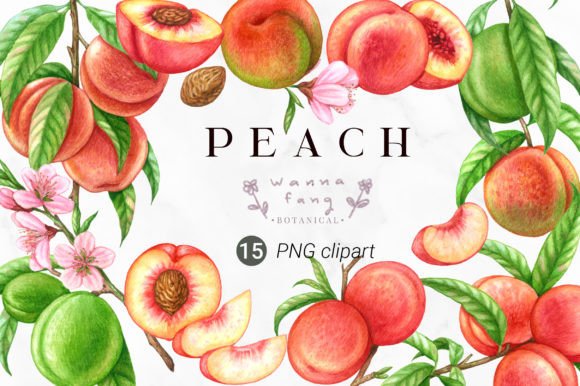 Download Peach Fruit Watercolor Clipart, PNG - Png Collection