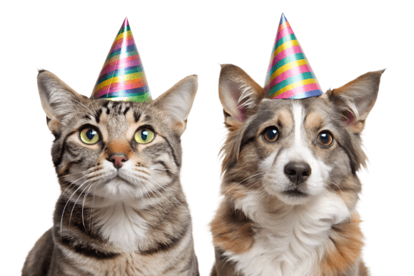 Download Cat and Dog Wearing Party Hats PNG - Png Collection